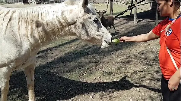 Clip interessanti Ero eccitato di vedere le dimensioni del pene di un cavallo !!! Volevo che il mio ragazzo si concentrasse così !!! Paty Butt, El Toro De Orointeressanti